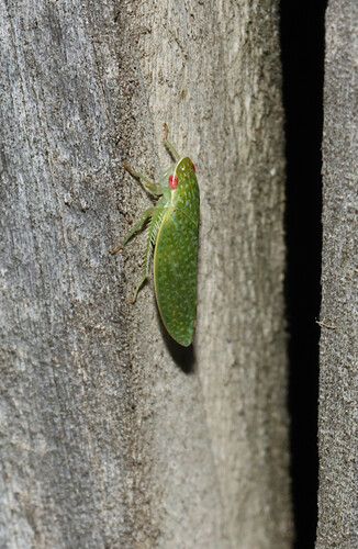 Rugosana querci