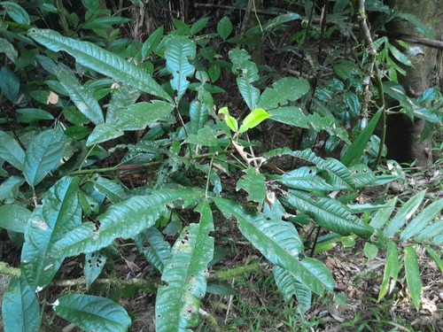 Argyrodendron peralatum, photograph 6