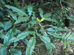 Argyrodendron peralatum, photograph (c) Steve Fitzgerald, some rights reserved (CC BY-SA)