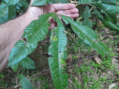 Argyrodendron peralatum, photograph 5