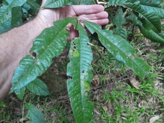 Argyrodendron peralatum, photograph (c) Steve Fitzgerald, some rights reserved (CC BY-SA)