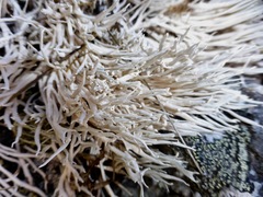 Thamnolia vermicularis vermicularis