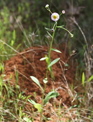 Erigeron tenuis