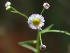Erigeron tenuis
