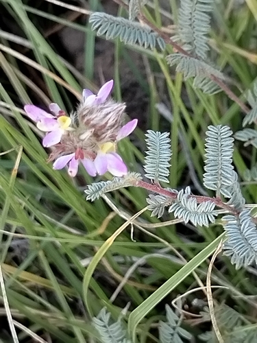 Image of Dalea versicolor by no rights reserved