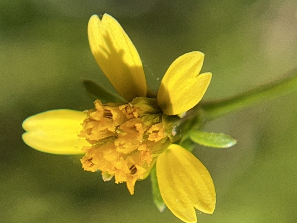 Bidens bipinnata