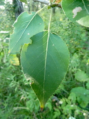 Populus simonii