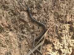 Amphiesma stolatum