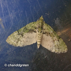 Chloroclystis conversa