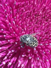 Oxythyrea noemi