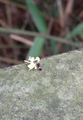 Dasychira chekiangensis