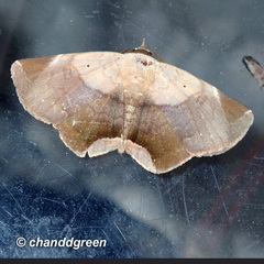 Psimada quadripennis