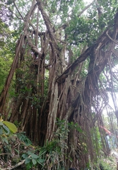 Ficus prolixa