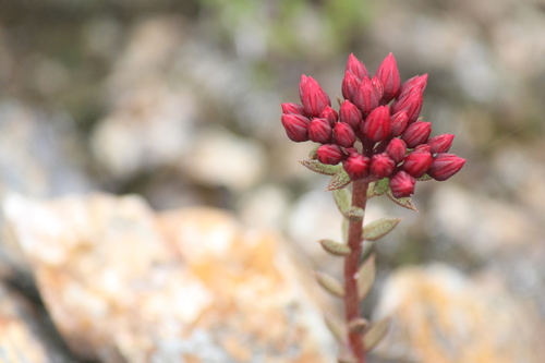 Sinocrassula techinensis