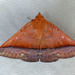 Delgamma flaviae - Photo (c) batfish, algunos derechos reservados (CC BY-NC), subido por batfish
