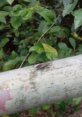 Notobitus meleagris
