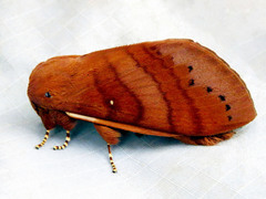 Lasiocampoidea