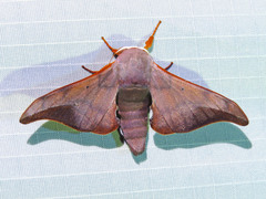 Comparmustilia sphingiformis