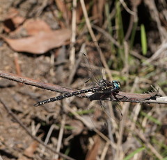 Austroaeschna multipunctata