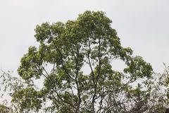 Dendrocitta formosae formosae