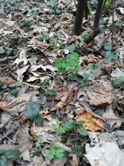Isopyrum thalictroides