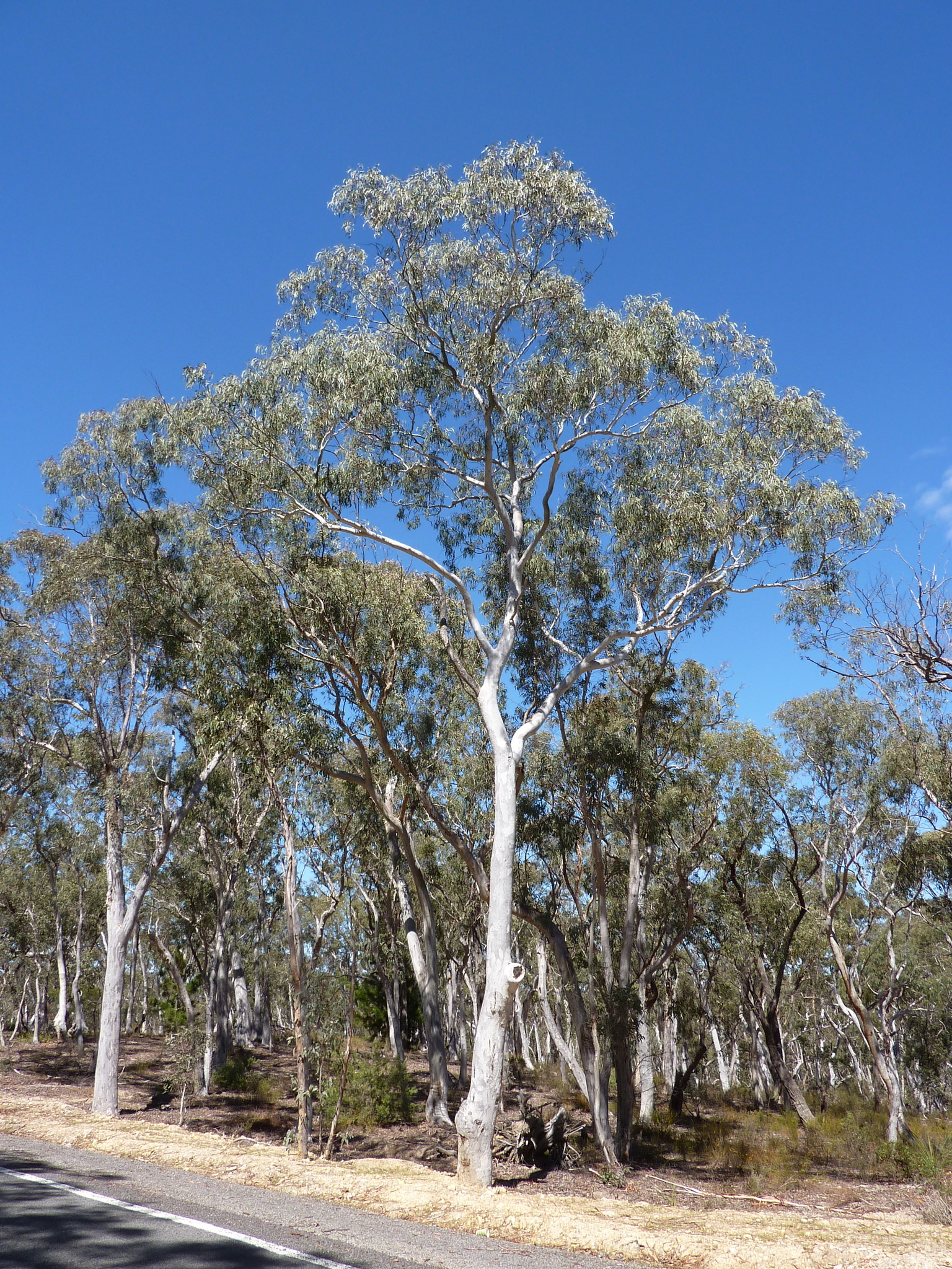 Eucalyptus mannifera