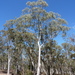 Eucalyptus mannifera - Photo (c) Dean Nicolle,  זכויות יוצרים חלקיות (CC BY-NC), הועלה על ידי Dean Nicolle