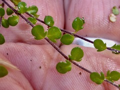 Veronica decora