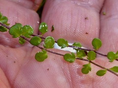 Veronica decora