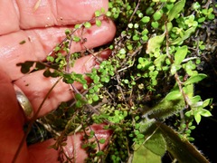 Veronica decora