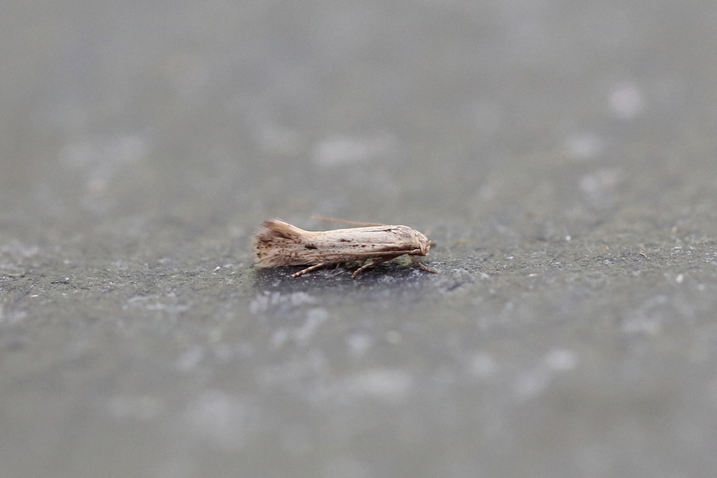 Two-dotted Dwarf