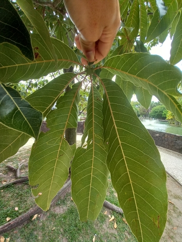 Pseudobombax munguba