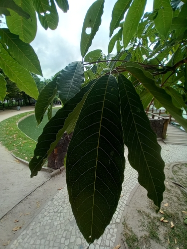 Pseudobombax munguba