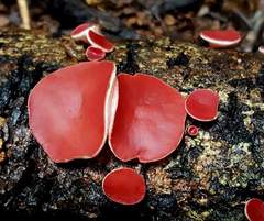 Phillipsia subpurpurea