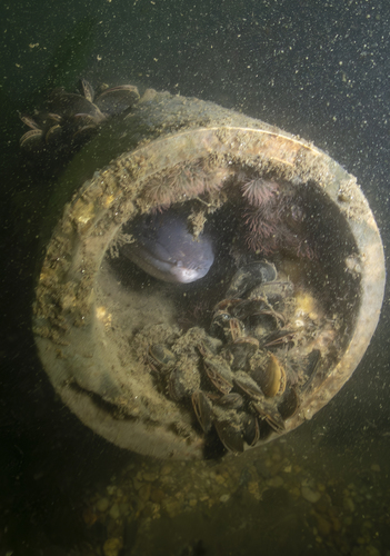 American conger (Conger oceanicus) — Congridae — 4