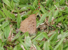 Arhopala camdeo