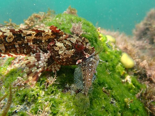 Bullhead (Scorpaenichthys marmoratus) — Cottidae