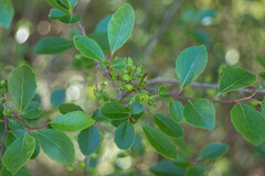 Tweed's Xylosma (Xylosma tweediana)