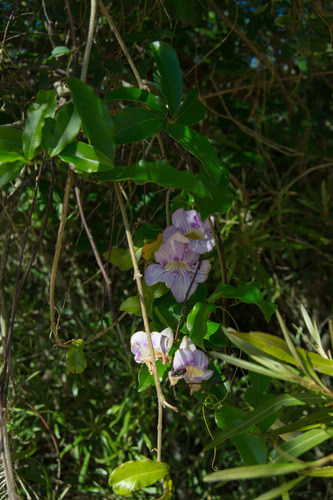 Bignonia callistegioides