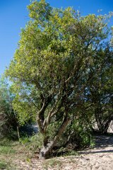 Labatia salicifolia, photograph Facundo Chieffo, CC BY, iNaturalist via GBIF