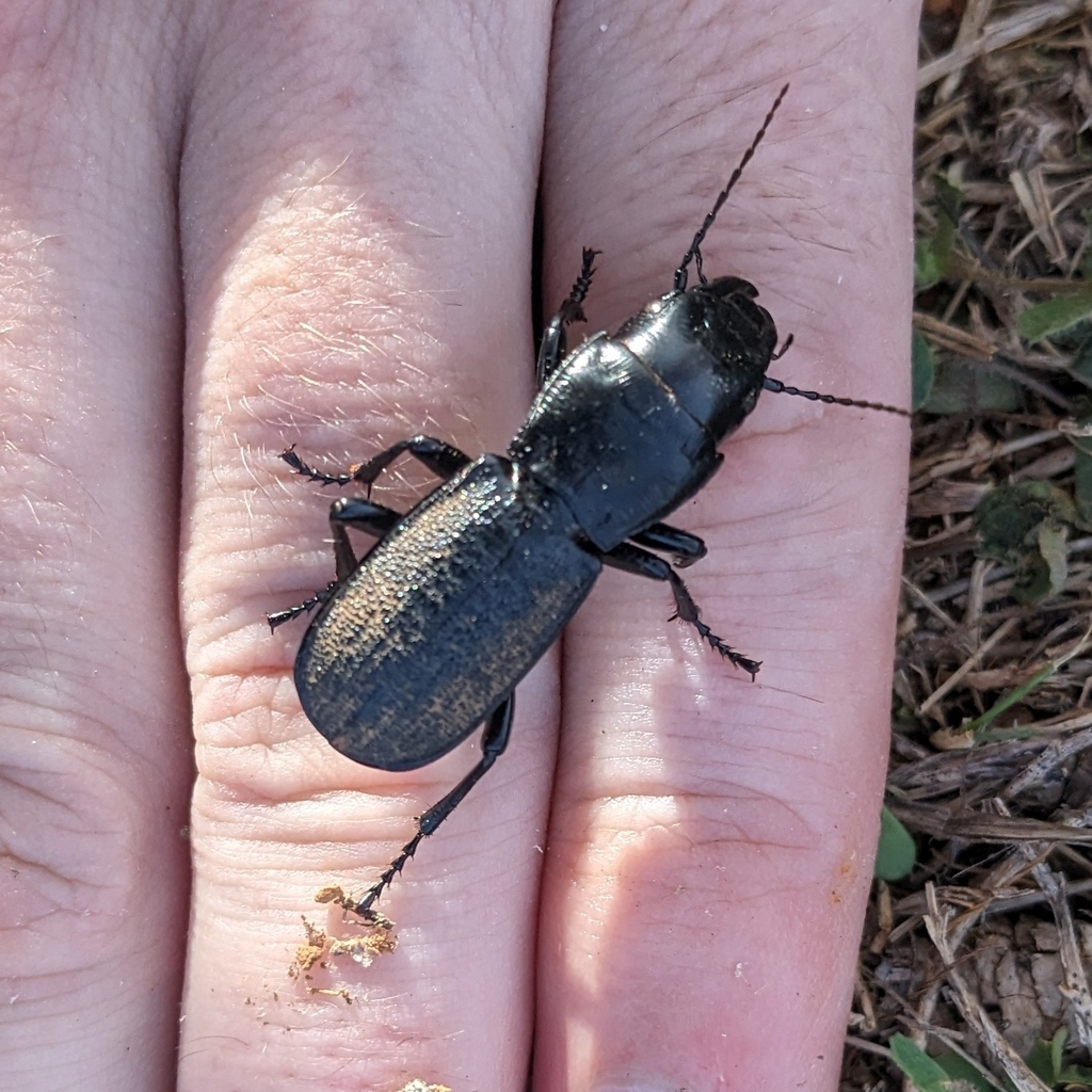 Percus plicatus