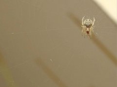 Neoscona menghaiensis