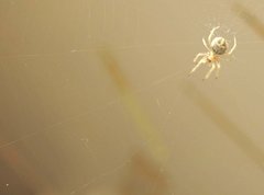 Neoscona menghaiensis