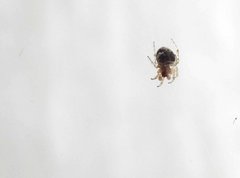 Neoscona menghaiensis