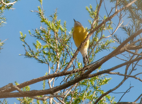 Gerygone olivacea