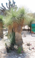 Yucca queretaroensis