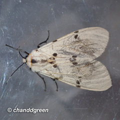Amsactoides guangxica