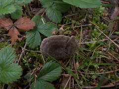 Entoloma undatum