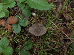 Entoloma undatum