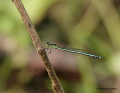 Agriocnemis lacteola